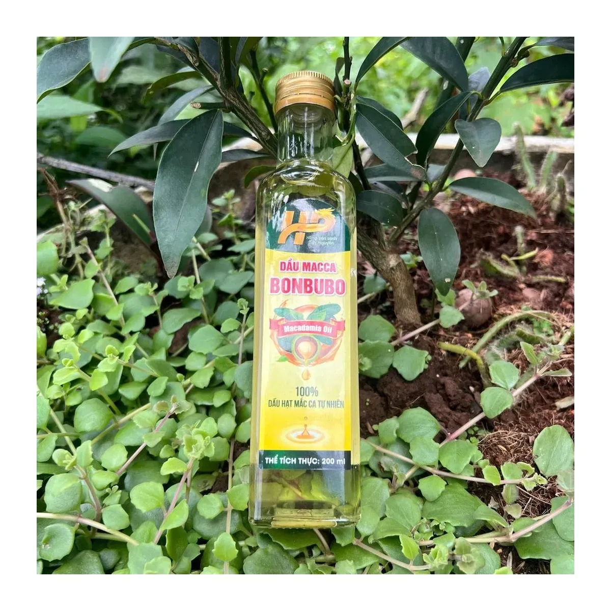 Bonbubo Pure Cold-Pressed Macadamia Oil 200ml Bottle Dầu Mắc Ca Ép Lạnh Nguyên Chất Bonbubo Chai 200ml