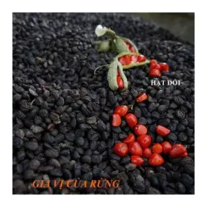Hạt Dổi Nếp Rừng Cổ Thụ Tây Bắc Thơm Béo Hộp 100g